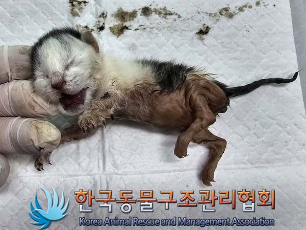 공고 번호가 서울-송파-2024-00058인 한국 고양이 동물 사진  