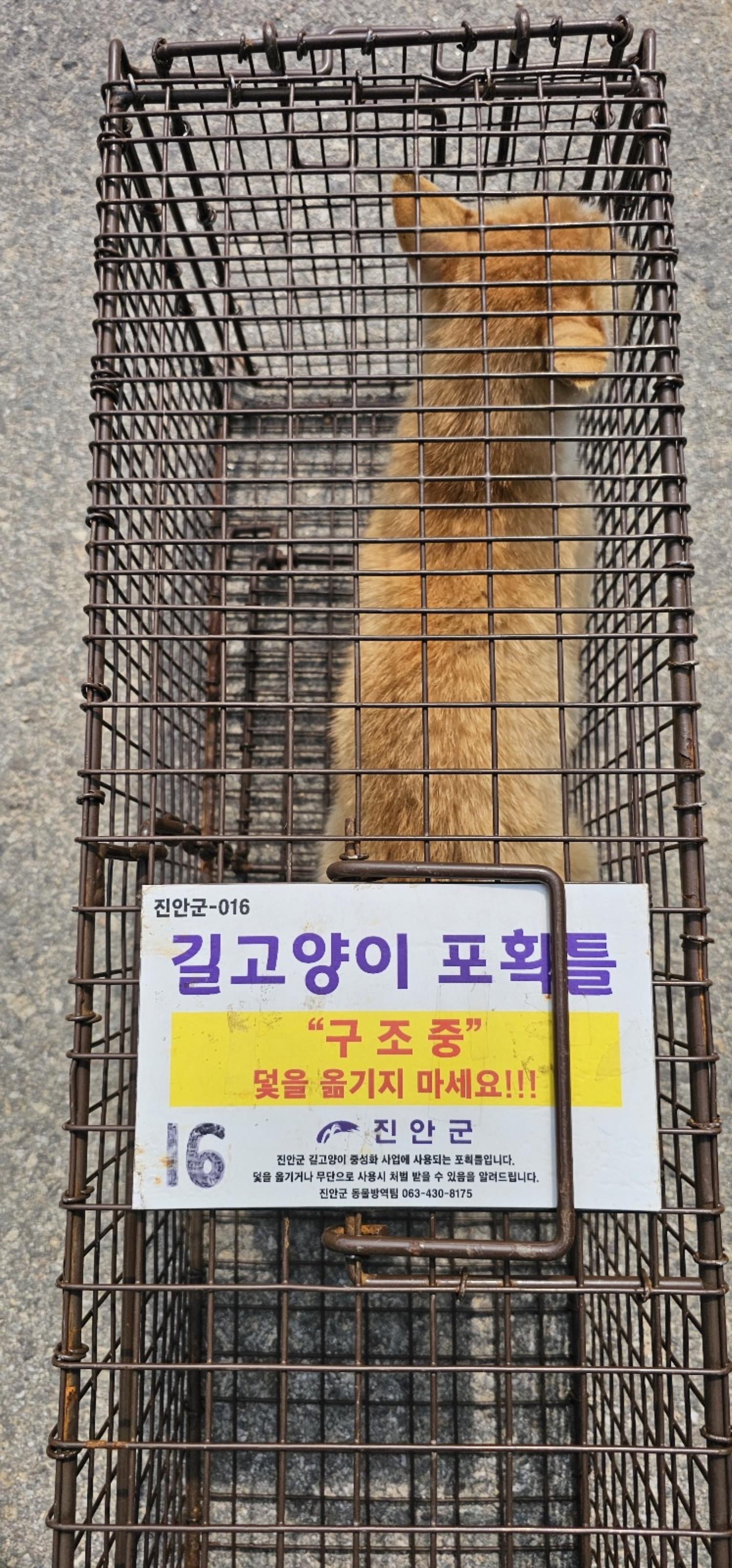 보호중동물사진 공고번호-전북-진안-2024-00316