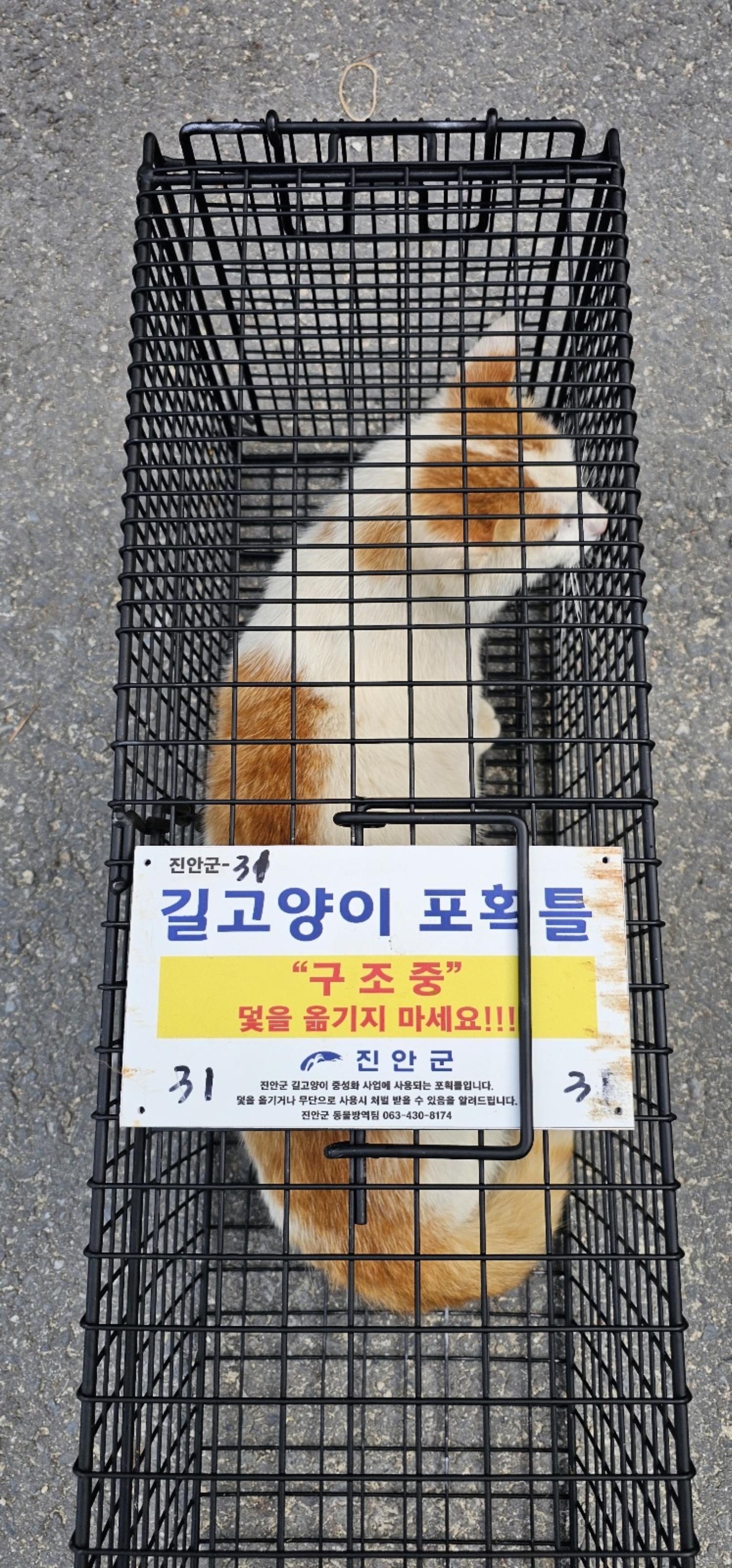 보호중동물사진 공고번호-전북-진안-2024-00318