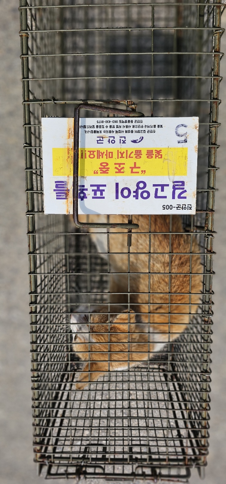 보호중동물사진 공고번호-전북-진안-2024-00314