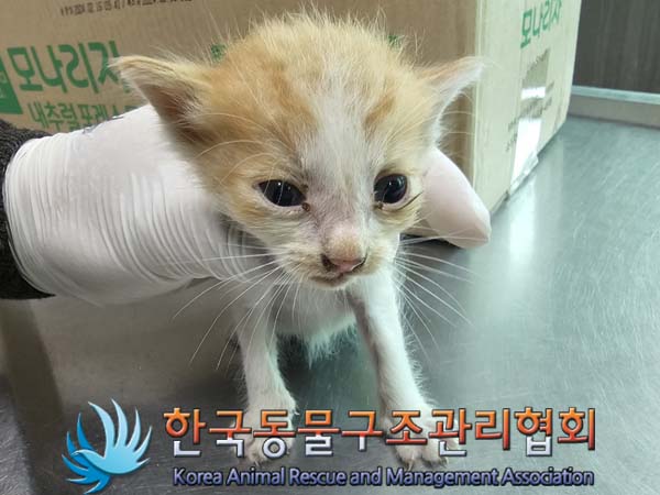 공고 번호가 서울-은평-2024-00103인 한국 고양이 동물 사진  