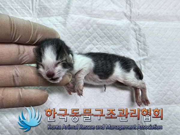 공고 번호가 경기-파주-2024-00523인 한국 고양이 동물 사진  