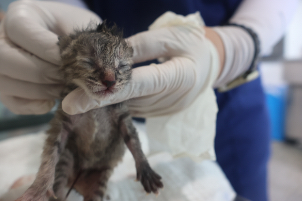 공고 번호가 제주-제주-2024-02721인 한국 고양이 동물 사진