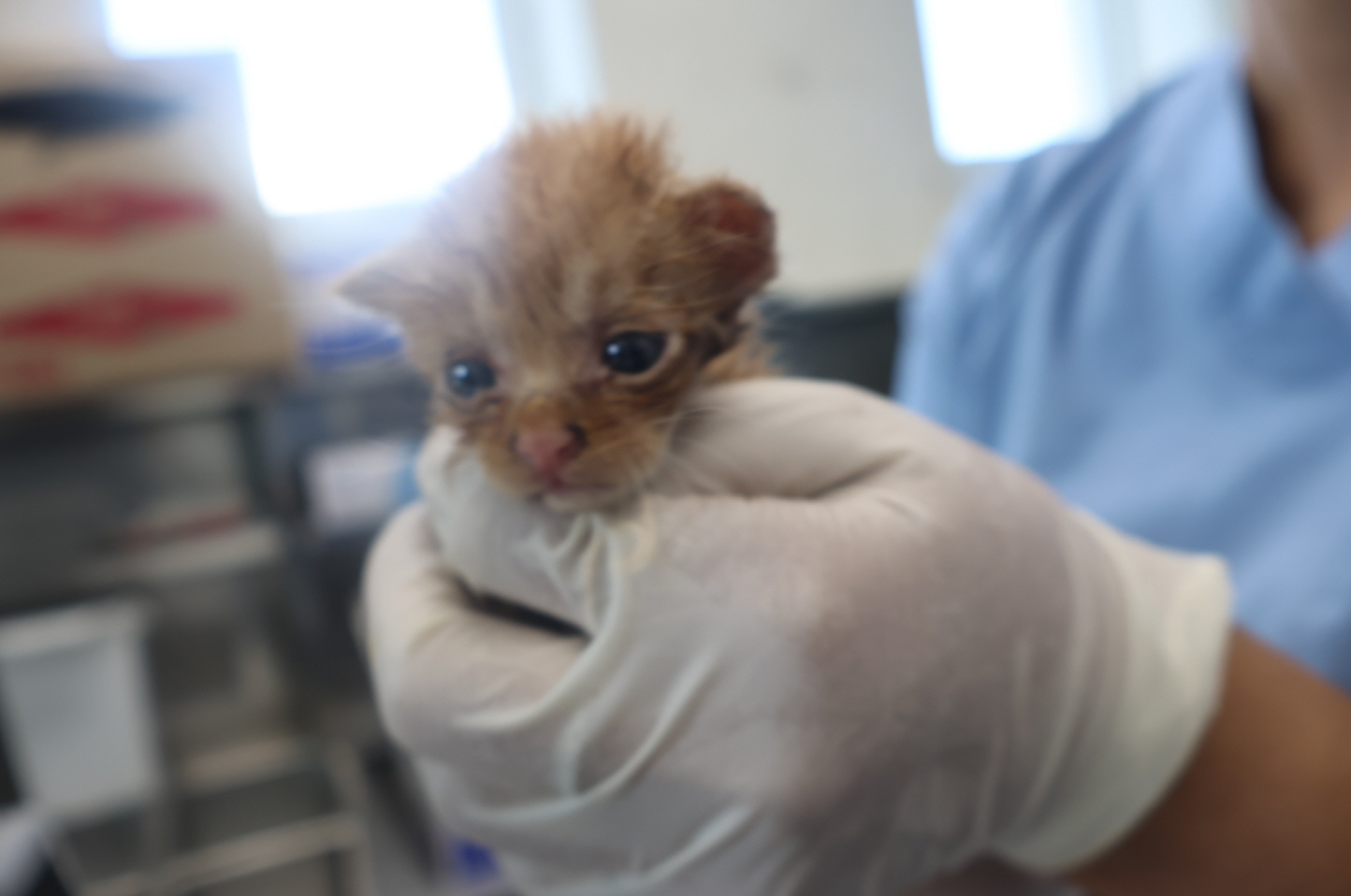 공고 번호가 제주-제주-2024-02718인 한국 고양이 동물 사진