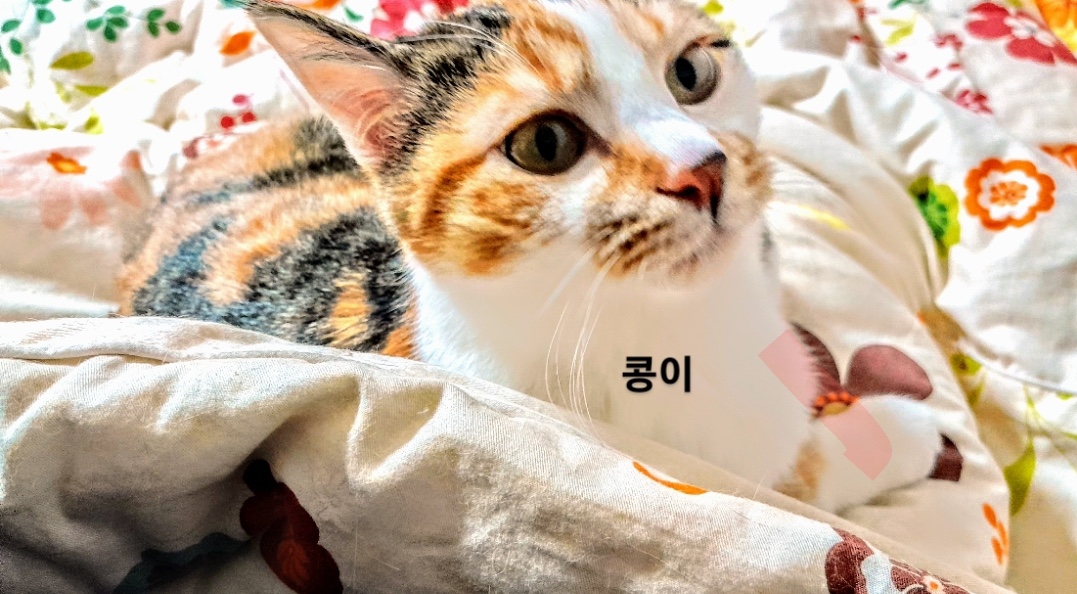공고 번호가 경북-예천-2024-00121인 한국 고양이 동물 사진