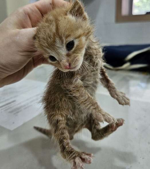 공고 번호가 경기-부천-2024-00544인 한국 고양이 동물 사진