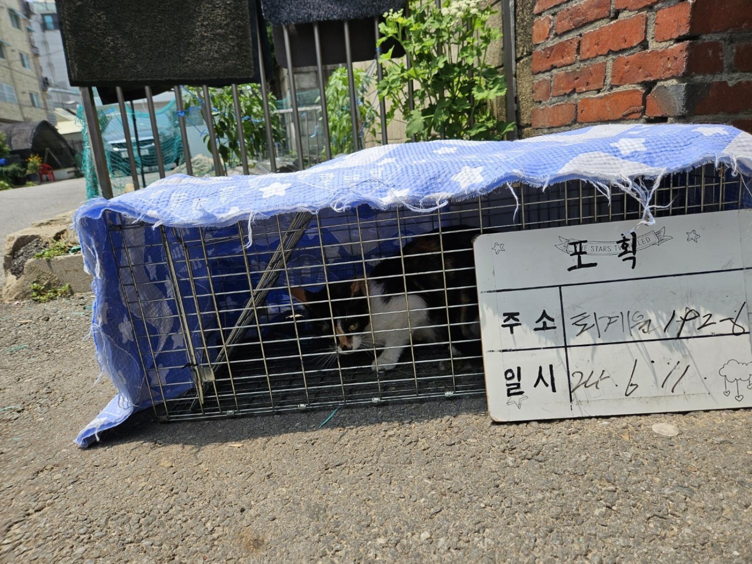 보호중동물사진 공고번호-경기-남양주-2024-01281