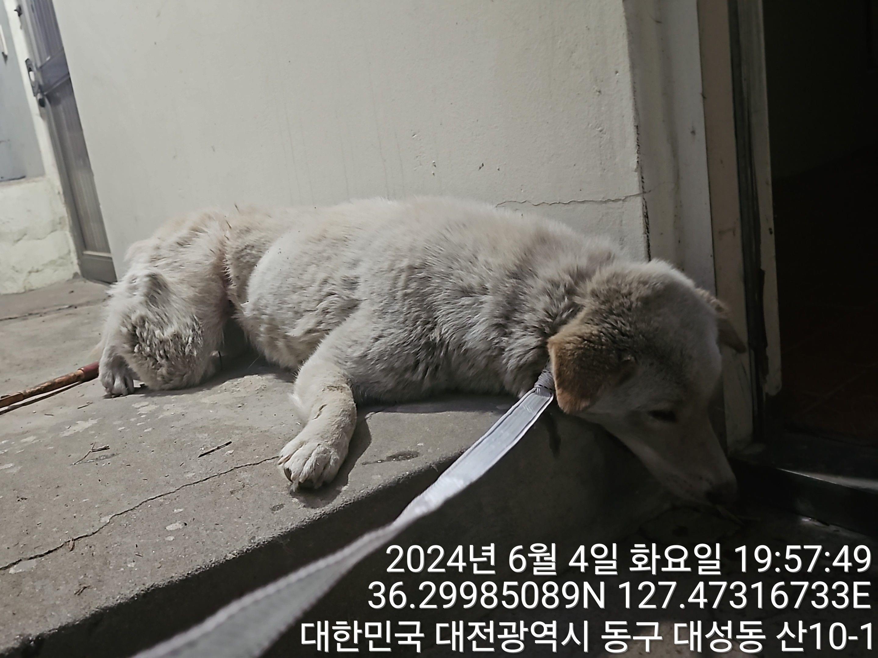 공고 번호가 대전-동구-2024-00154인 믹스견 동물 사진