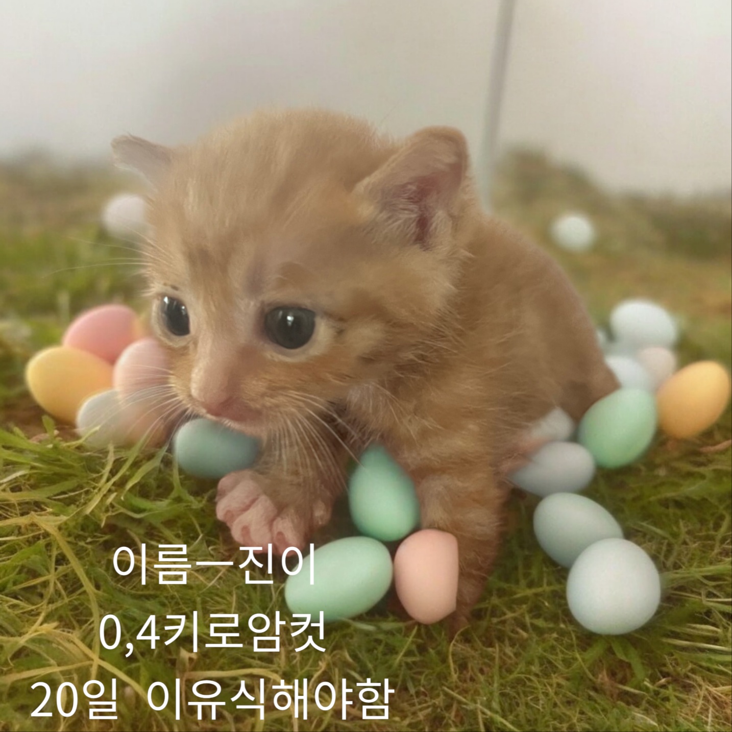 공고 번호가 경북-성주-2024-00255인 한국 고양이 동물 사진