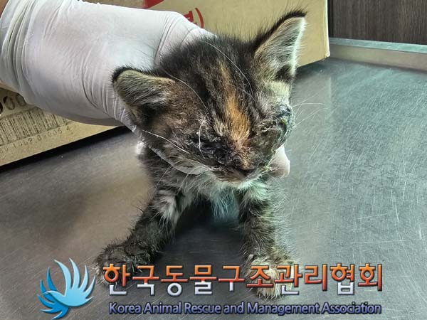 공고 번호가 경기-파주-2024-00532인 한국 고양이 동물 사진