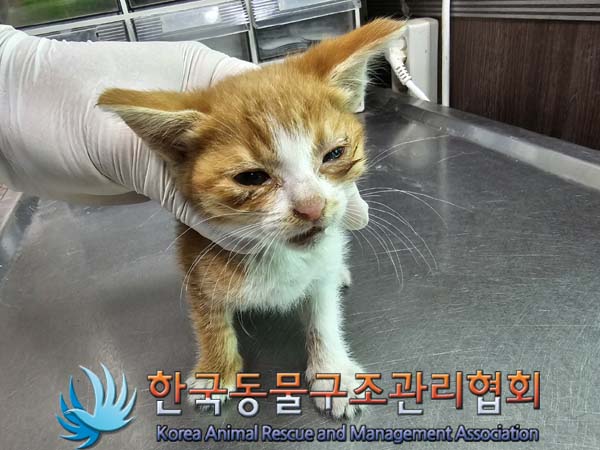 공고 번호가 경기-파주-2024-00533인 한국 고양이 동물 사진