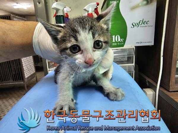 공고 번호가 서울-광진-2024-00051인 한국 고양이 동물 사진