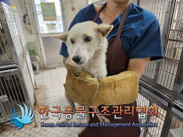 공고 번호가 경기-포천-2024-00874인 믹스견 동물 사진