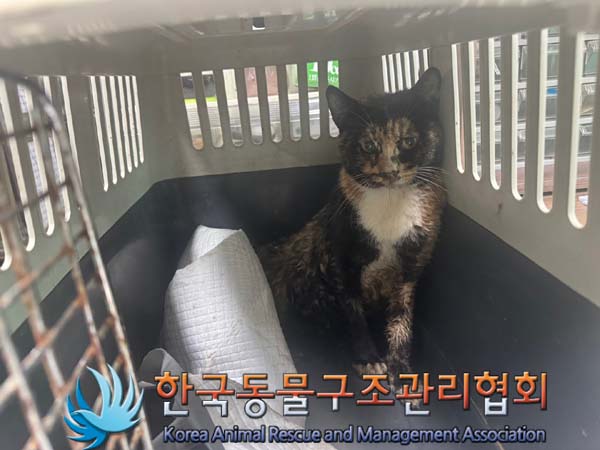 공고 번호가 경기-양주-2024-00499인 한국 고양이 동물 사진  