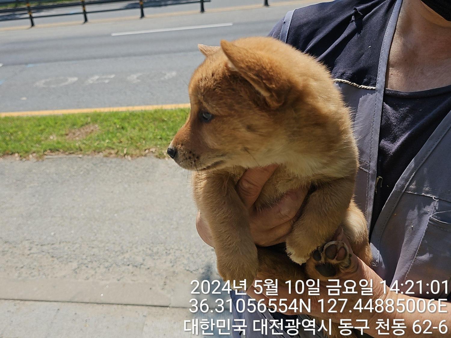 공고 번호가 대전-동구-2024-00124인 믹스견 동물 사진  