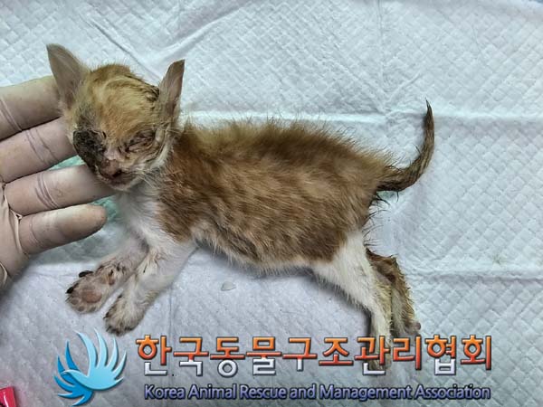 공고 번호가 경기-양주-2024-00326인 한국 고양이 동물 사진  