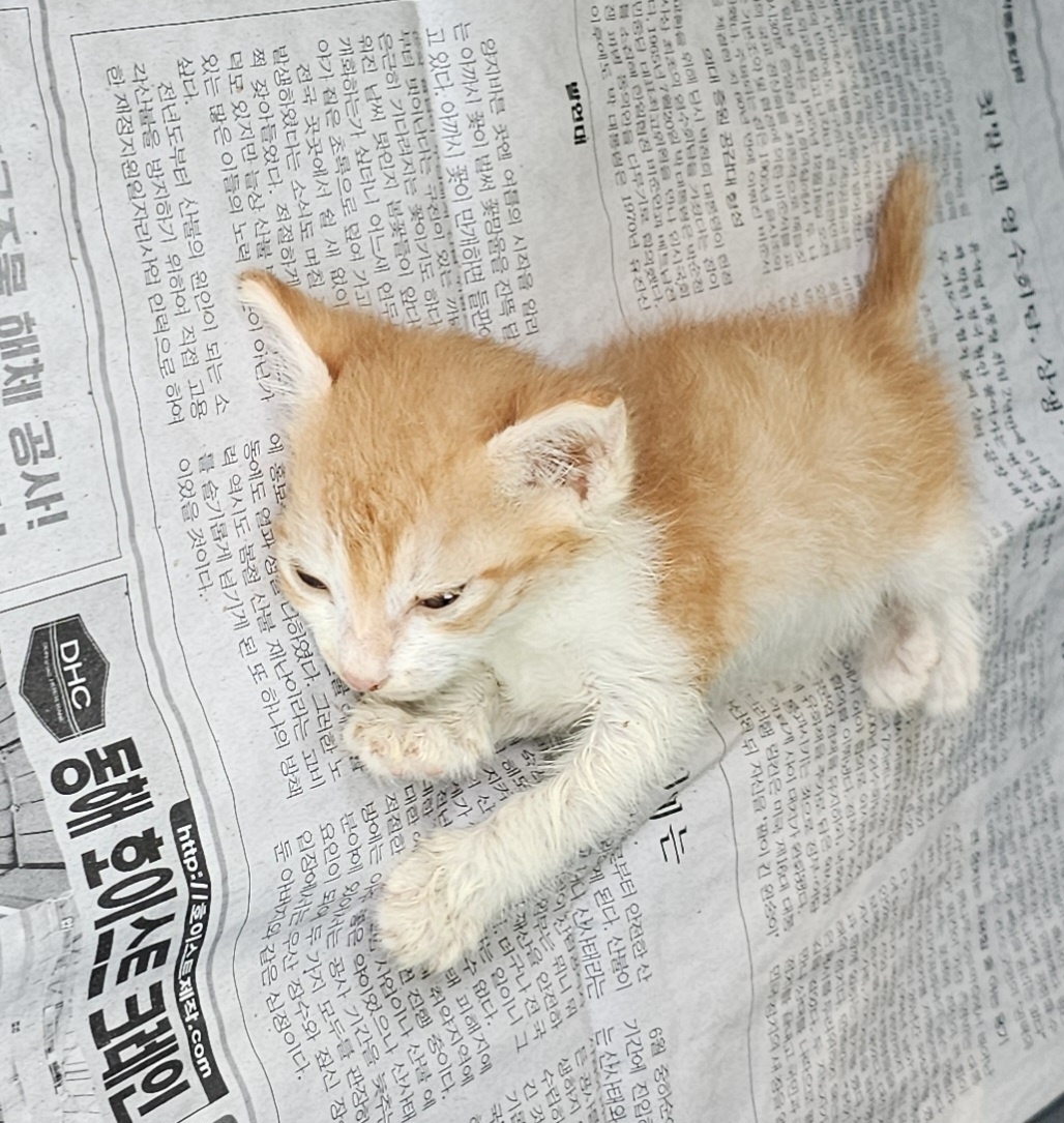 공고 번호가 강원-횡성-2024-00125인 한국 고양이 동물 사진