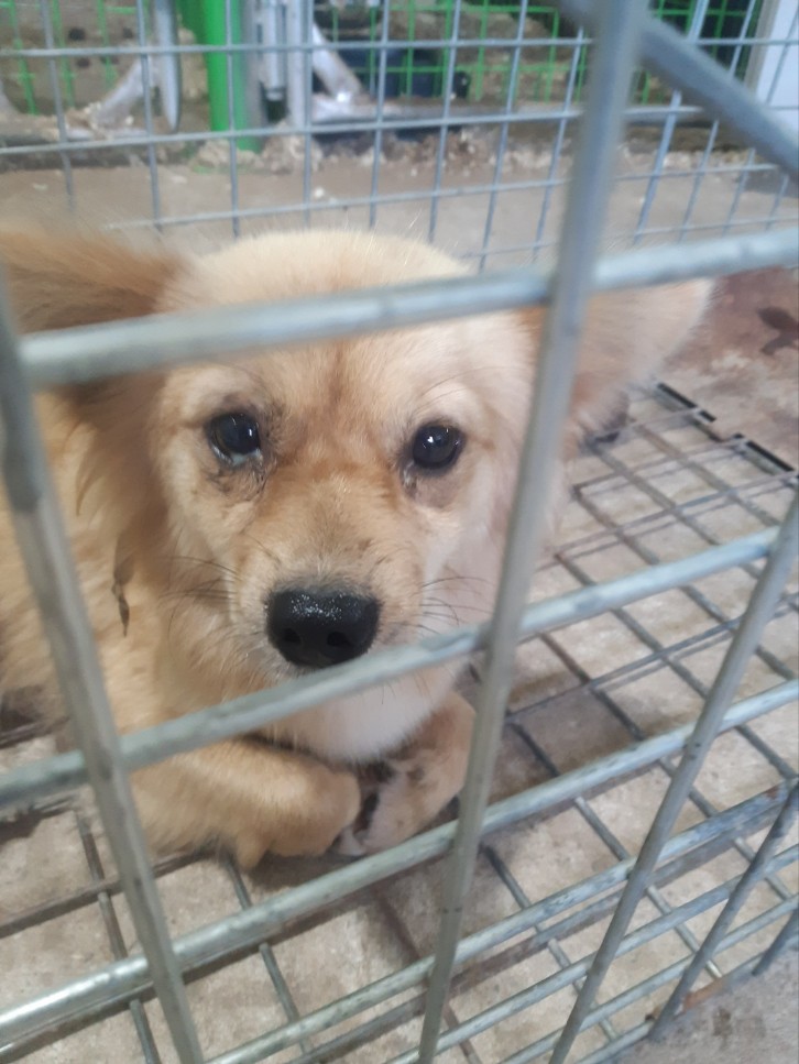 공고 번호가 경북-고령-2024-00178인 믹스견 동물 사진