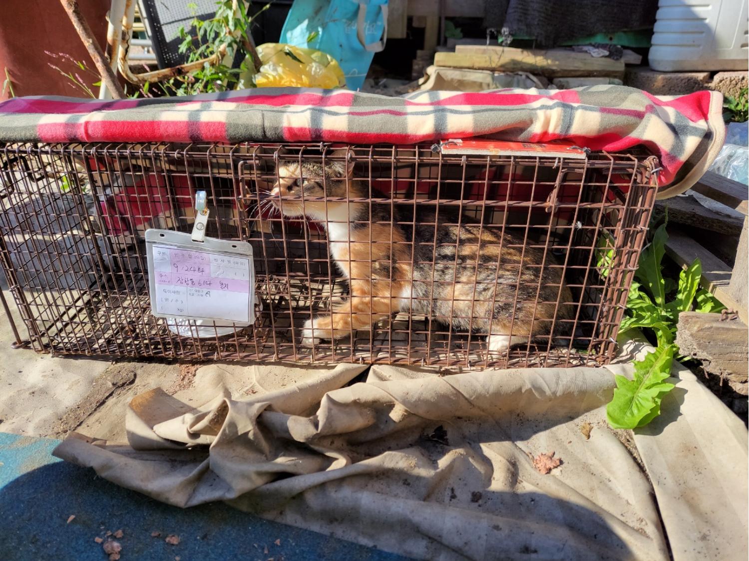 보호중동물사진 공고번호-경기-고양-2024-01151