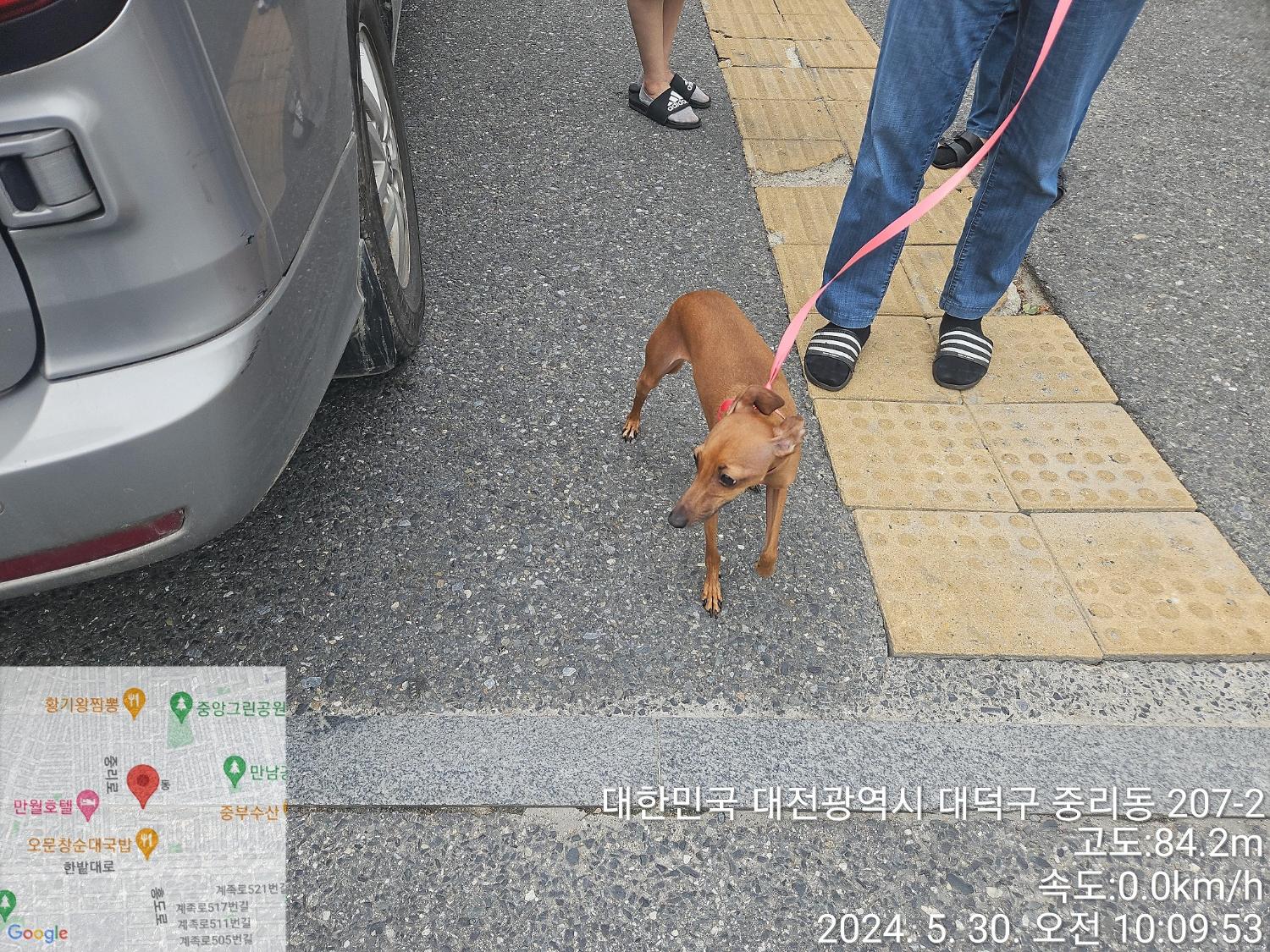 공고 번호가 대전-대덕-2024-00102인 믹스견 동물 사진  