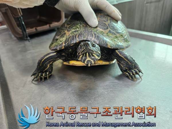 공고 번호가 서울-도봉-2024-00076인 기타축종 동물 사진