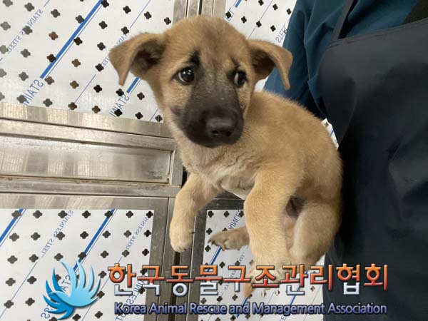 공고 번호가 경기-포천-2024-00762인 믹스견 동물 사진  