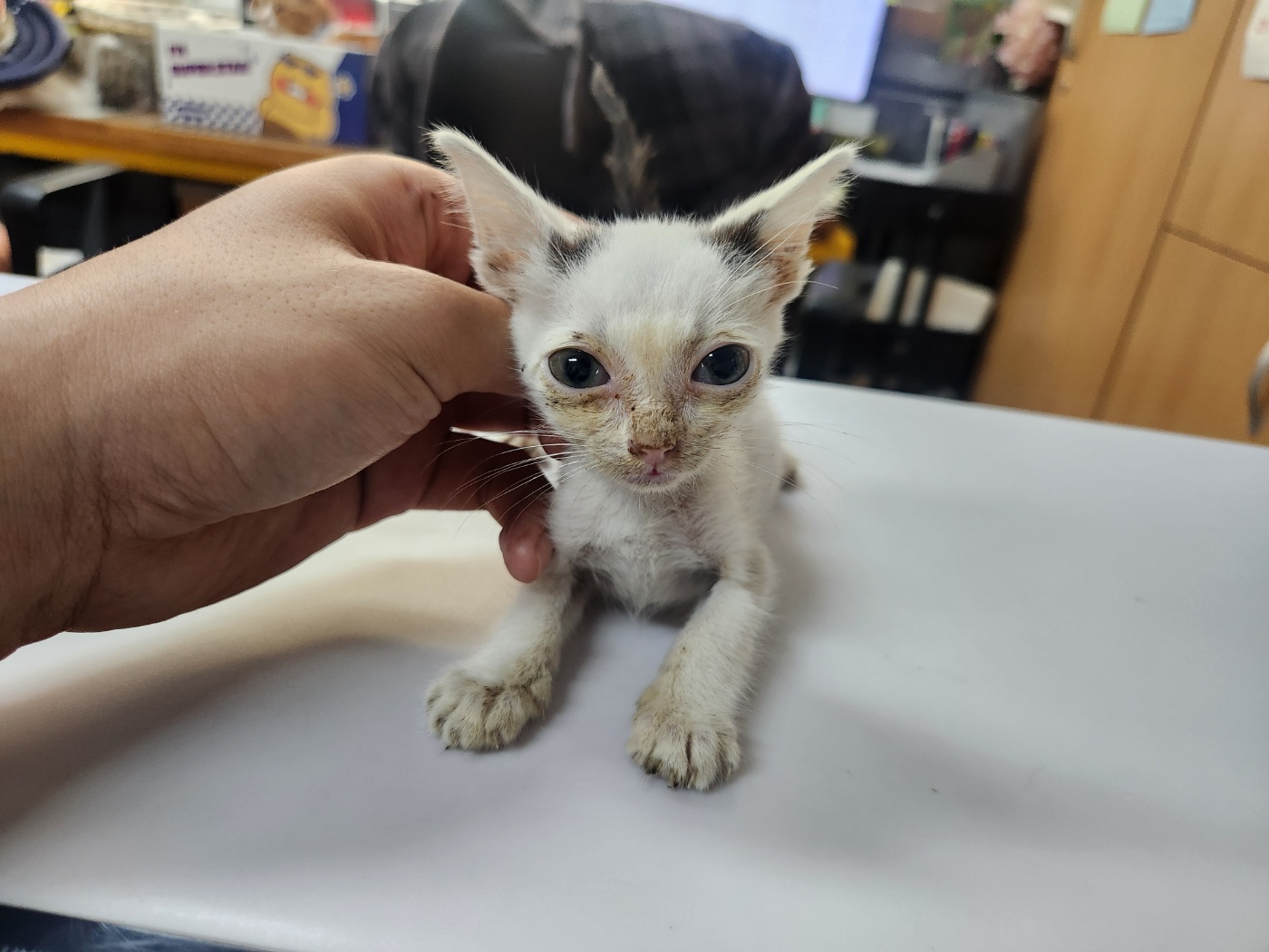 공고 번호가 광주-북구-2024-00546인 한국 고양이 동물 사진