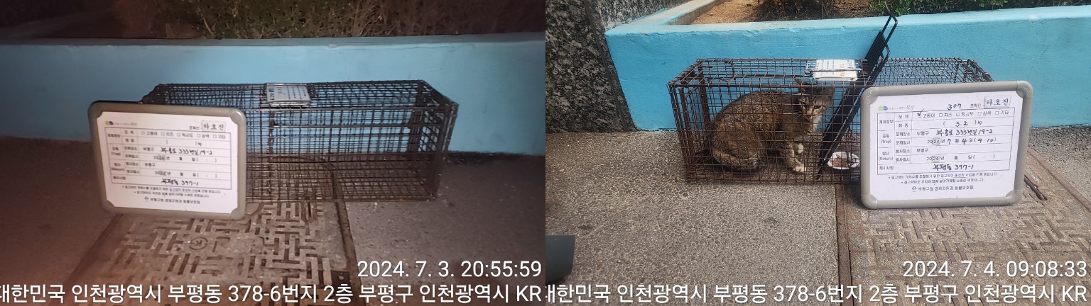 보호중동물사진 공고번호-인천-부평-2024-00373