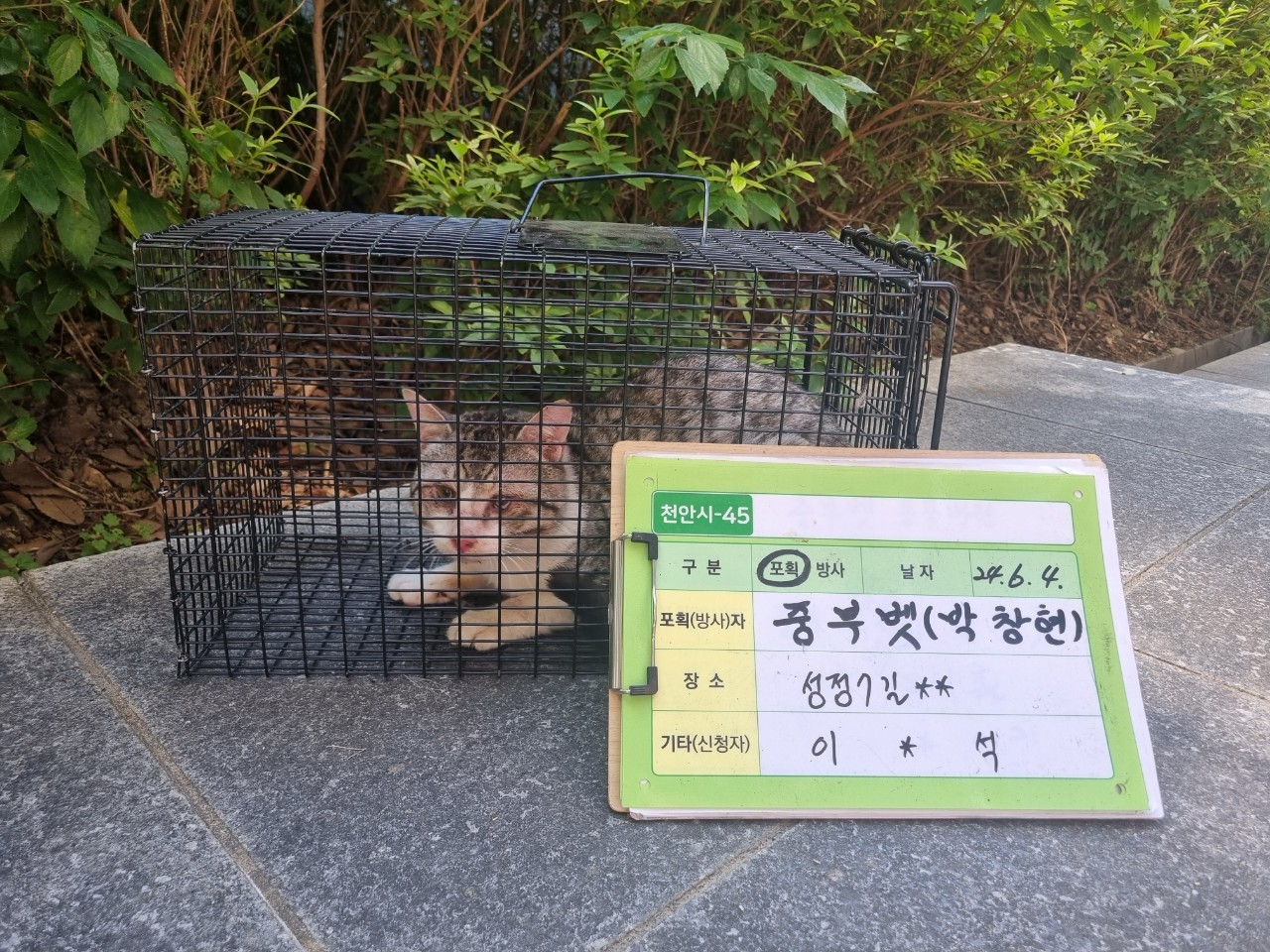보호중동물사진 공고번호-충남-천안-2024-00808