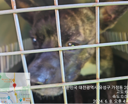공고 번호가 대전-유성-2024-00177인 진도견 동물 사진