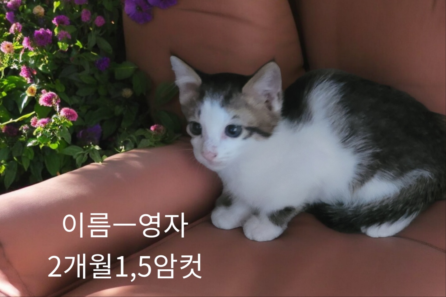 공고 번호가 경북-성주-2024-00250인 한국 고양이 동물 사진