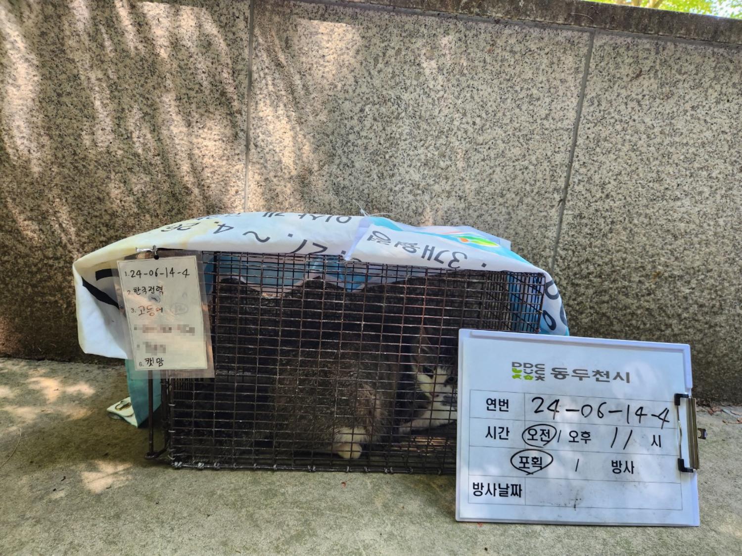 보호중동물사진 공고번호-경기-동두천-2024-00086