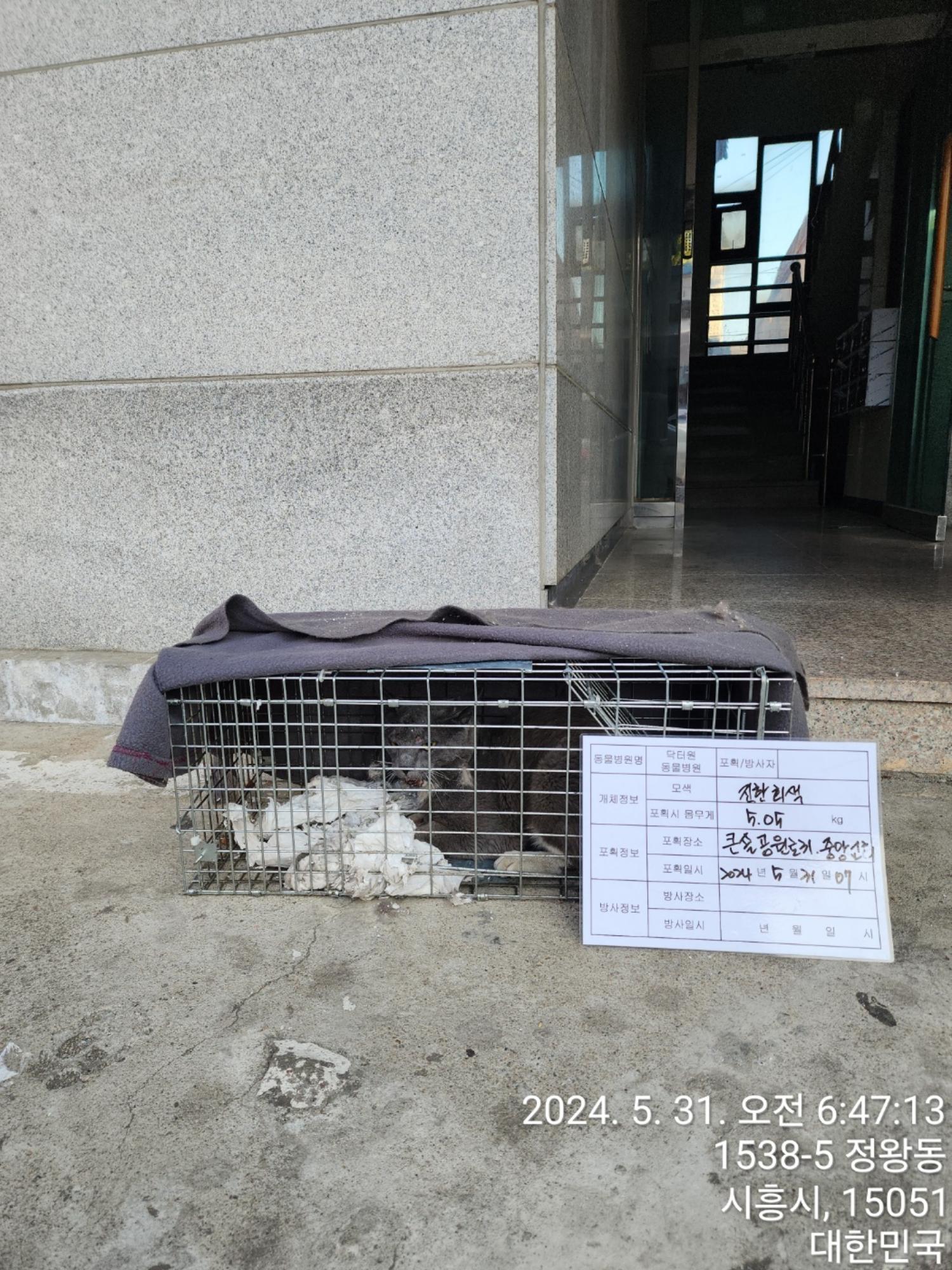 보호중동물사진 공고번호-경기-시흥-2024-00447