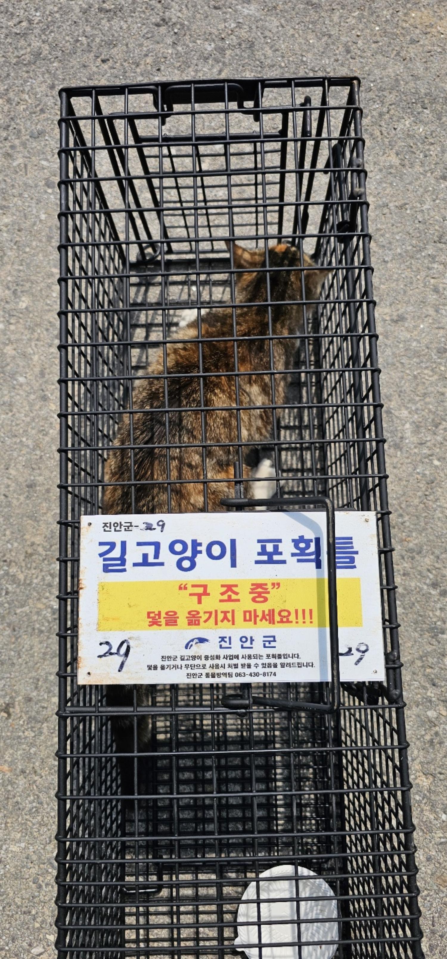 보호중동물사진 공고번호-전북-진안-2024-00317