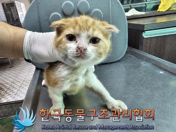 공고 번호가 서울-강북-2024-00093인 한국 고양이 동물 사진
