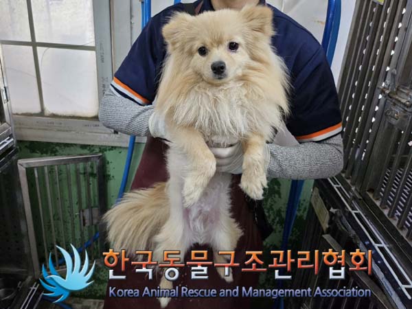 공고 번호가 서울-성북-2024-00080인 포메라니안 동물 사진  