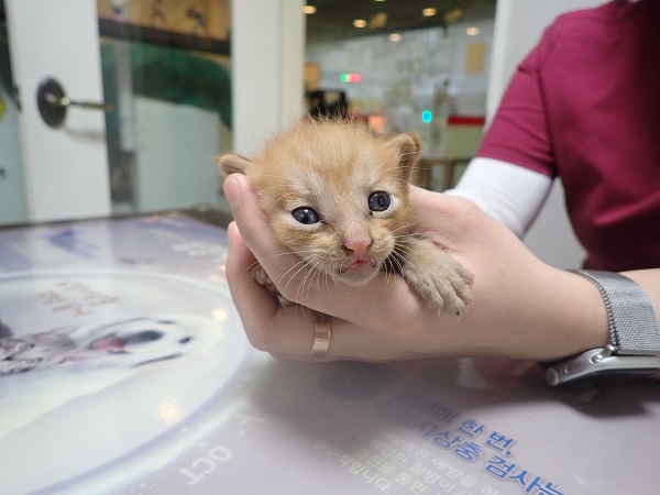 공고 번호가 대구-달성-2024-00571인 한국 고양이 동물 사진