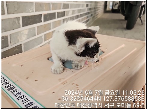 공고 번호가 대전-서구-2024-00162인 한국 고양이 동물 사진  