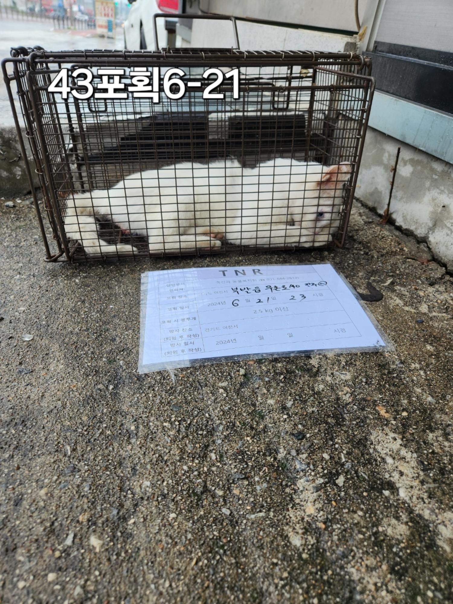 보호중동물사진 공고번호-경기-이천-2024-00077