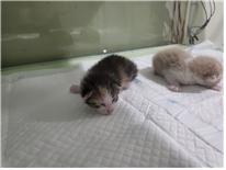 공고 번호가 부산-사상-2024-00081인 한국 고양이 동물 사진