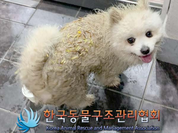공고 번호가 경기-동두천-2024-00082인 포메라니안 동물 사진