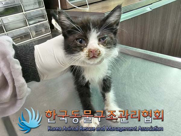 공고 번호가 경기-김포-2024-00363인 한국 고양이 동물 사진  