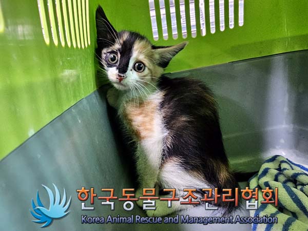 공고 번호가 서울-성동-2024-00035인 한국 고양이 동물 사진
