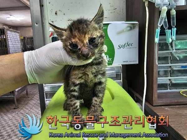 공고 번호가 경기-양주-2024-00318인 한국 고양이 동물 사진