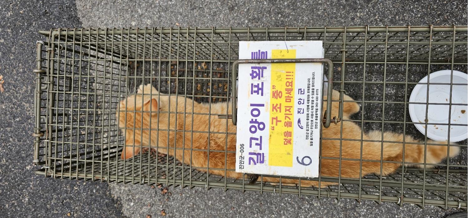 보호중동물사진 공고번호-전북-진안-2024-00309