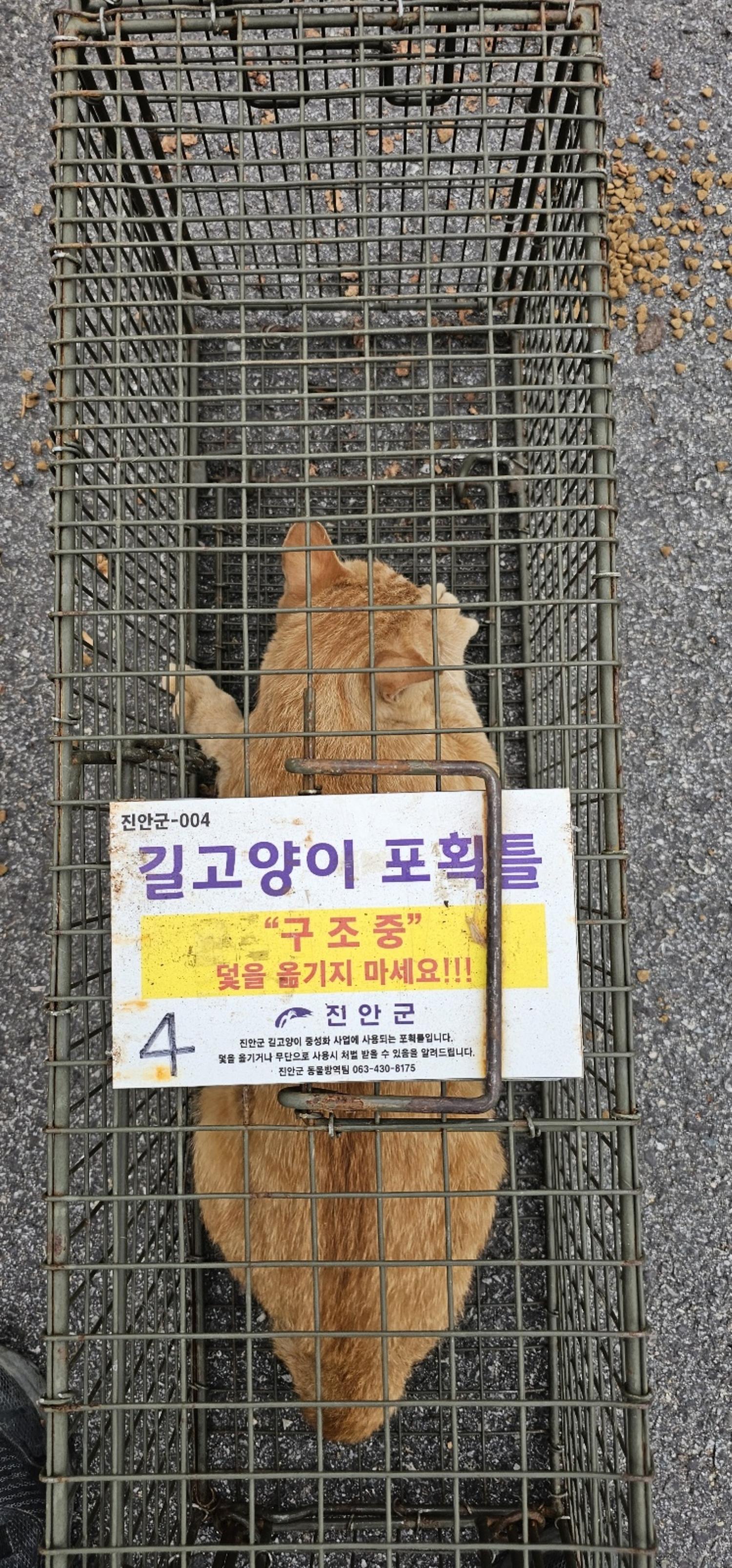 보호중동물사진 공고번호-전북-진안-2024-00310