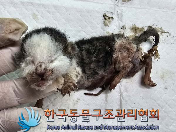 공고 번호가 서울-송파-2024-00059인 한국 고양이 동물 사진  