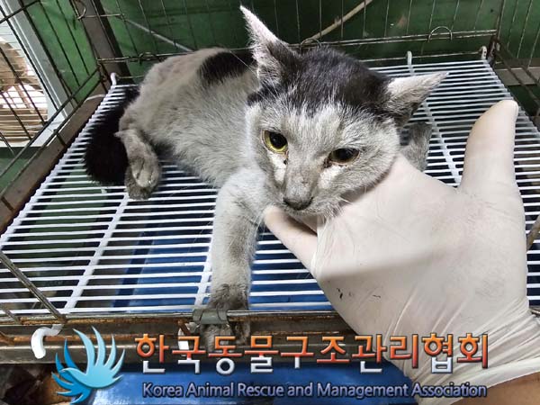 공고 번호가 서울-송파-2024-00062인 한국 고양이 동물 사진  