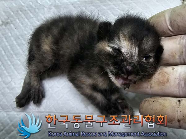 공고 번호가 서울-강서-2024-00078인 한국 고양이 동물 사진  