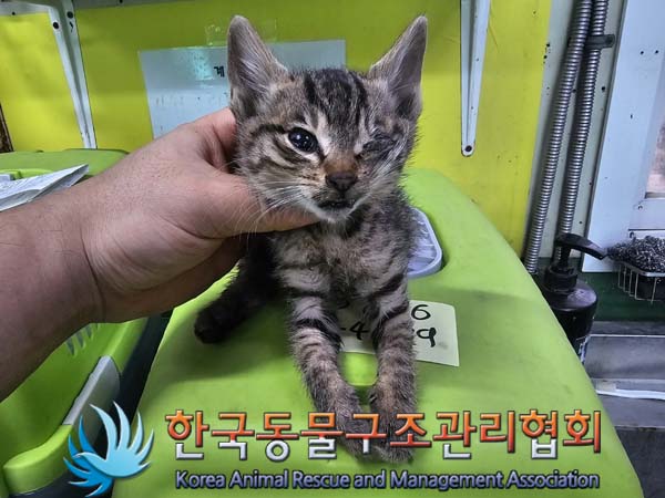 공고 번호가 서울-성북-2024-00082인 한국 고양이 동물 사진  
